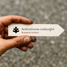 Anthoshorea roxburghii | White
