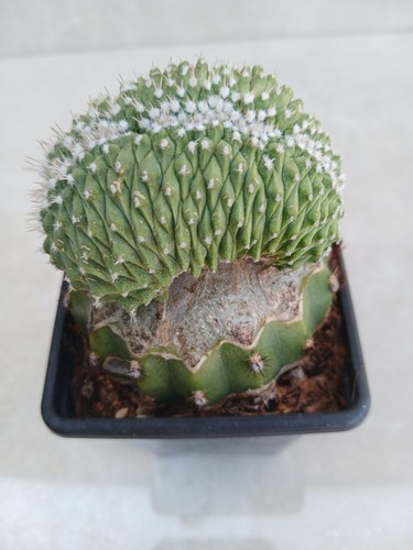 Strombocactus disciformis - strombocactus,