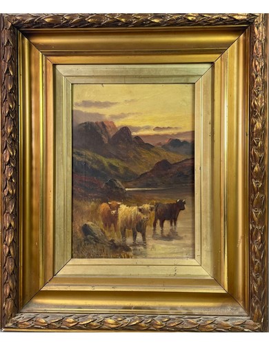 Vaches écossaises bord - bord, du