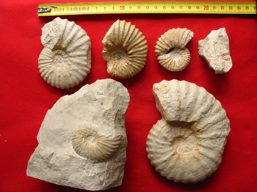 Six ammonites cénomanien - six,