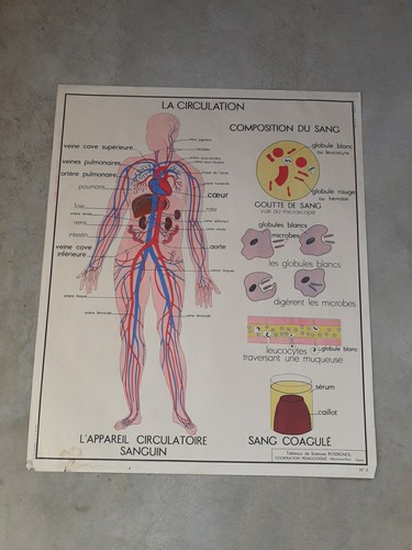 Affiche scolaire rossignol - affiche,