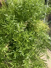 30 GRAINES ASPARAGUS SPRENGER