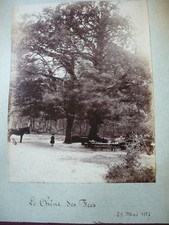  ORIGINAL PHOTO 1887 LE CHENE DES FEES