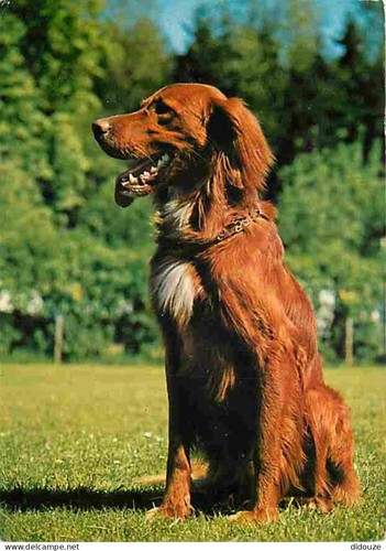 Carte postale animaux - animaux,