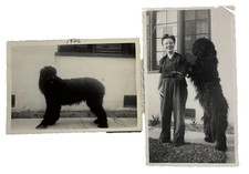 Vtg Photograph Lot Large Black Dog Briard Bouvier Des Flandres Portuguese Water