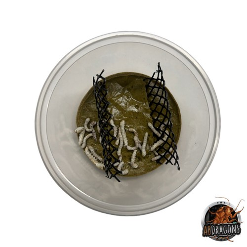 Silkworm cup with food - silkworm,