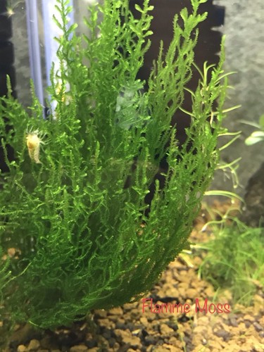 Mousse aquarium flamme - flamme, moss