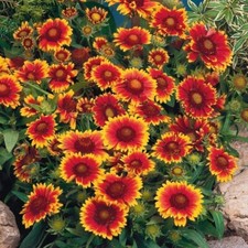 Lot De 50 Graines De Gaillarde