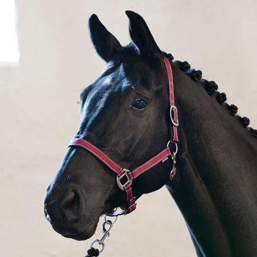 Harnais horse guard - rio,