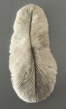 Exceptional Beautiful White Coral Skeleton Fossil Fungia Fungites 22cm