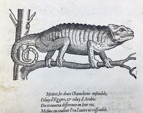 Caméléon langouste 155 spiny - 155,