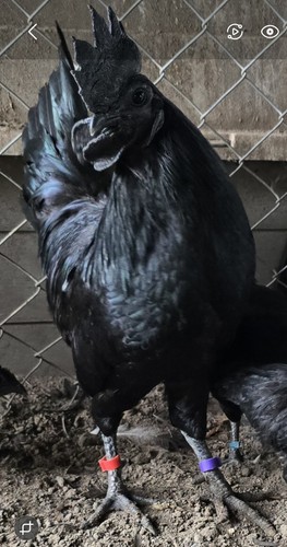 Pure ayam cemani - pure, hatching
