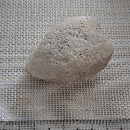 Fossile blanc beige - 50–99, mm
