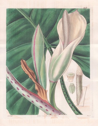 Caladium grandiflorum gravure - caladium,