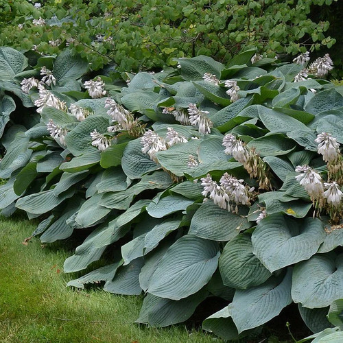 Hosta sieboldiana de - hosta,