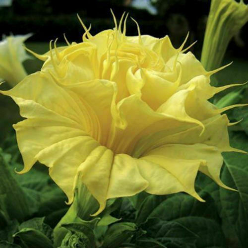 Datura golden queen double - queen, 15