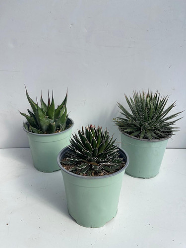 Mélange plantes agave - mÉlange, de