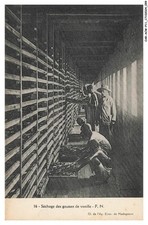 CAR-ACWP11-0746-CRAFT - 16 - DRYING VANILLA PODS