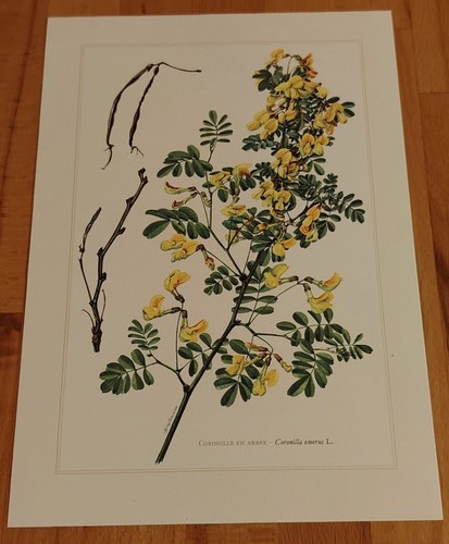 Botanique coronil planche - -,