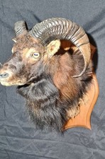 tête de mouflon de turkie 