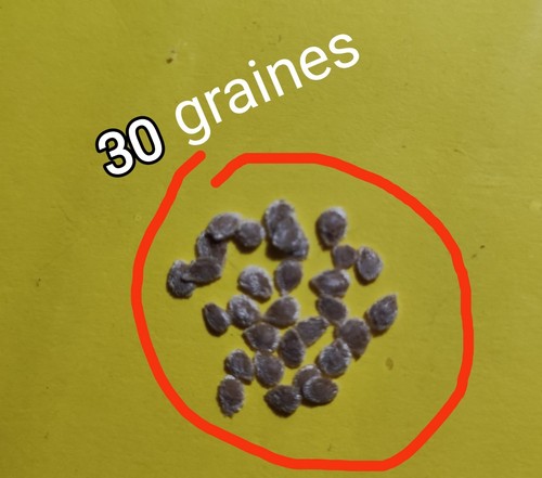 Graines tomates prune noir - de,