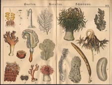 1886 Lithographie originale