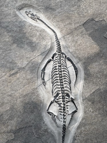 Reptile marin fossile - reptile, marin-🦎fossile