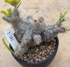 Pachypodium ssp. gracilius