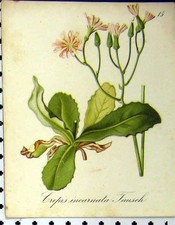 Old Antique Print Alpine Plant 1879 Crepis Incarnata Tausch Seboth Nature 19th