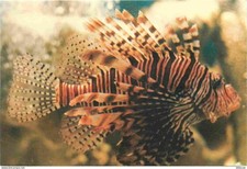 Animals - Fish - Aquarium de la Cote d'Amour du Croisic - Scorpio Fish -