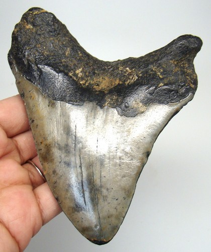 Megalodon shark tooth real - megalodon,
