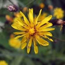 NARROWLEAF HAWKSBEARD - CREPIS