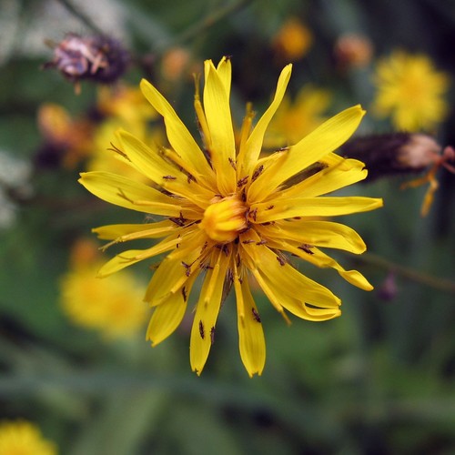Narrowleaf hawksbeard crepis - narrowleaf,