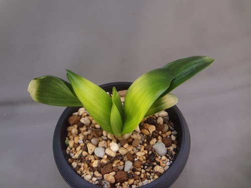 Chiese clivia miniata ouran - chiese, 'ouran