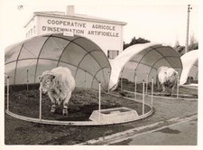 ANCIENNE PHOTOGRAPHIE COOPERATIVE AGRICOLE D'INSEMINATION ARTIFICIELLE VACHES