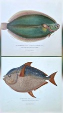 2 Original 1850 Marine Sea