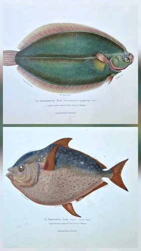 Original 1850 marine - marine, sea