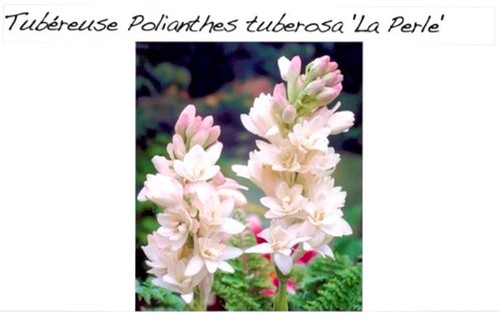 Tubéreuse perle - la, –