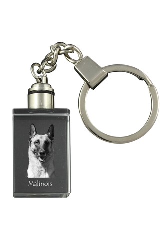 Malinois chien berger belge - malinois,