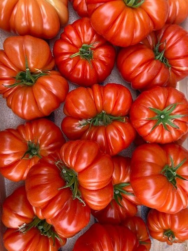 Lot graines de tomates - lot,