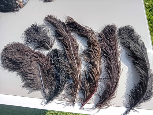 Lot anciennes plumes - de,
