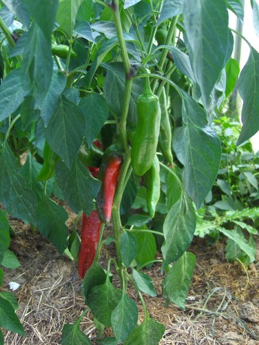 Graines piment - 30,