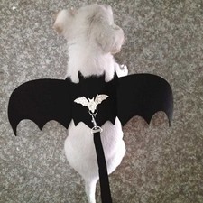 Déguisement Pour Chat Et