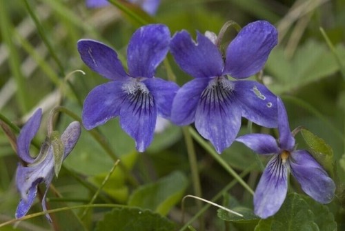 Slender wood violet viola - slender,