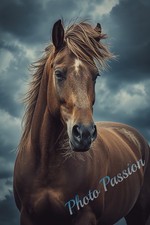 Photo A4 Cheval élégant