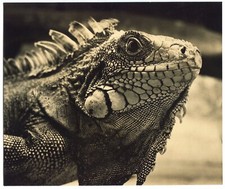 Lizard Varan - Epreuve argentique 1957 - 