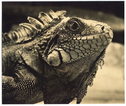 Lizard varan epreuve - varan,