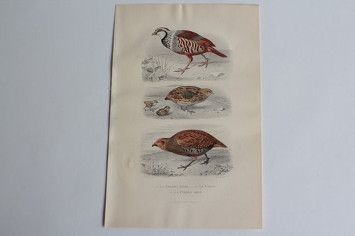 Gravure buffon perdrix rouge - perdrix,