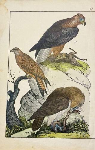 Aigle rapace oiseau - , nature