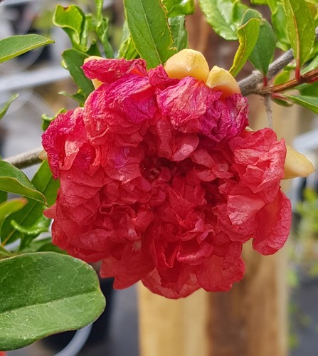 Punica granatum maxima rubra - granatum, 'maxima